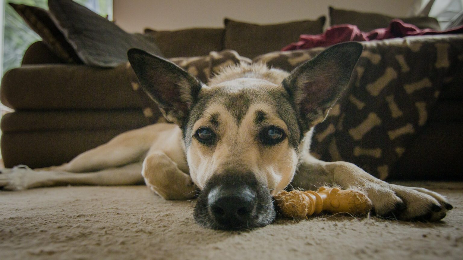 Do Dogs Go Away To Die?