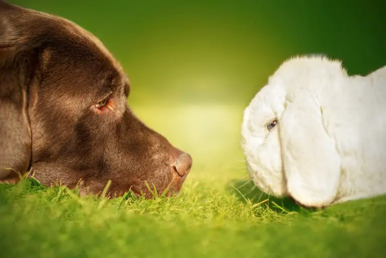 Do Dogs Kill Rabbits?