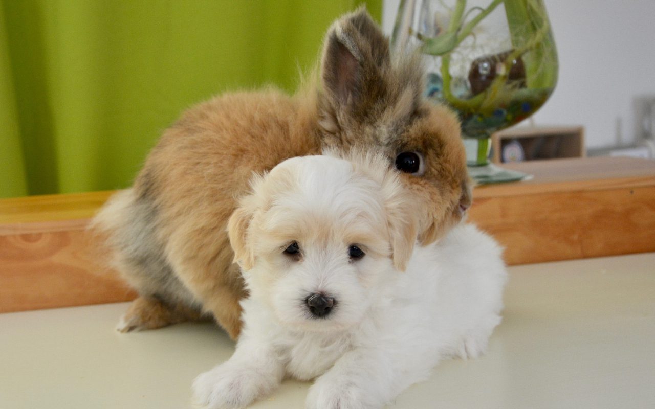 Do Dogs Kill Rabbits?