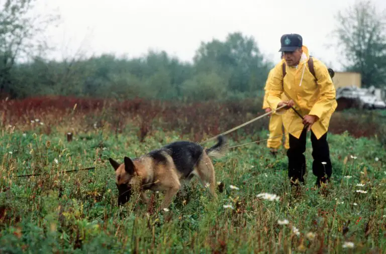 Do Dogs Kill Roaches?