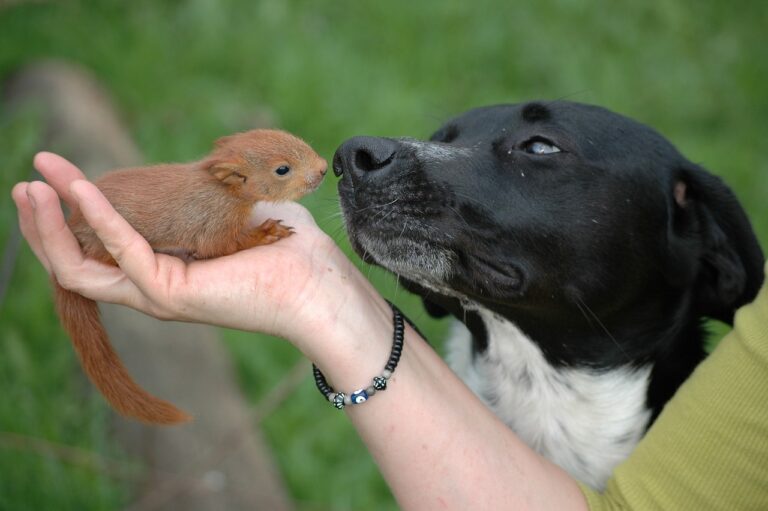 Do Dogs Kill Squirrels?