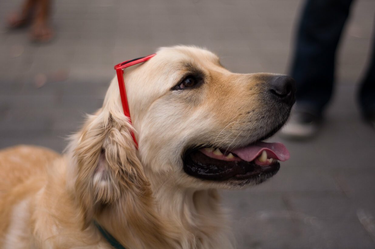 Do Therapy Dogs Know When You Are Sad?