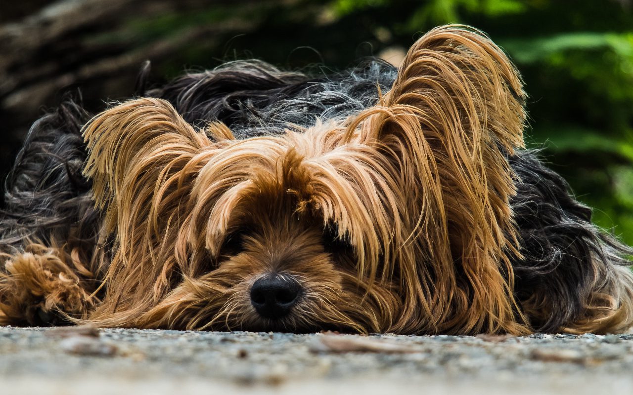 can therapy dogs sense sadness