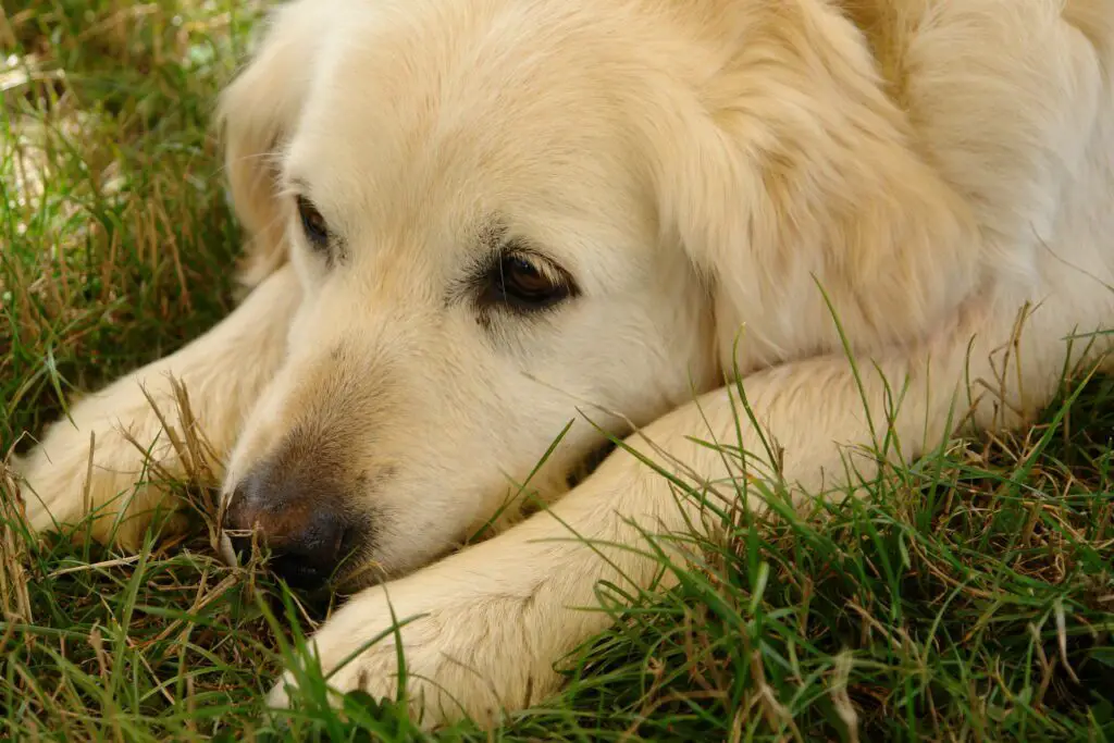 Do Therapy Dogs Work For Anxiety