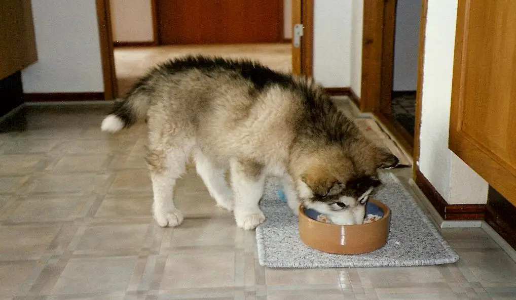 Helping Your Puppy Adjust To a New Feeding Routine
