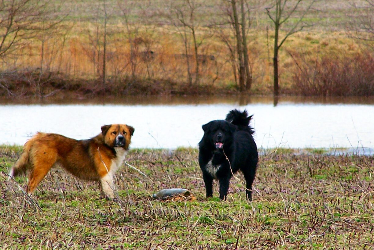 how-long-do-dogs-stay-together-when-breeding