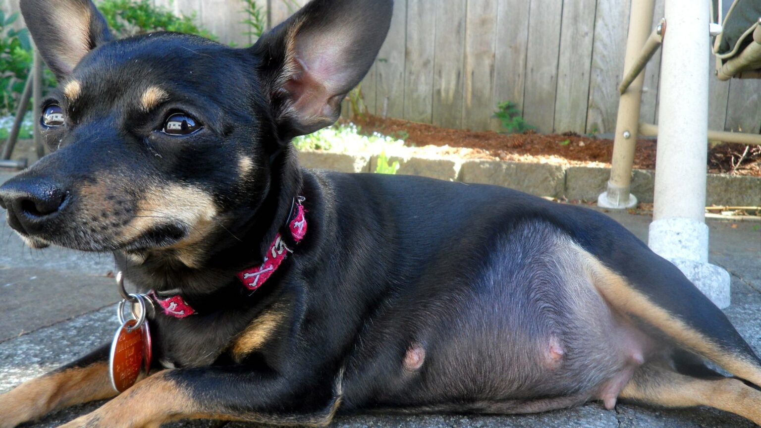 how-many-months-is-a-dog-pregnant