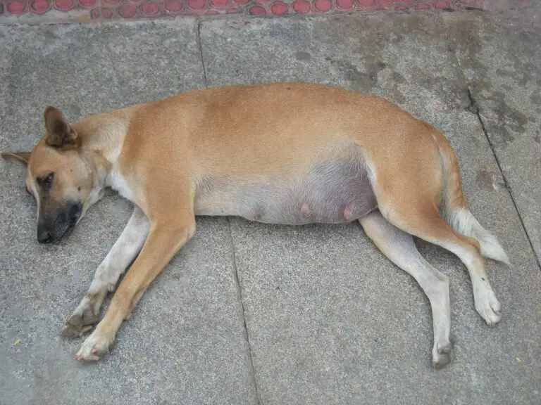 How Many Months Is A Dog Pregnant how-many-months-is-a-dog-pregnant