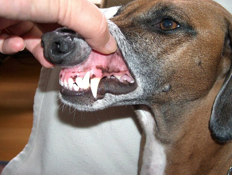 How Strong Are Dog Teeth?