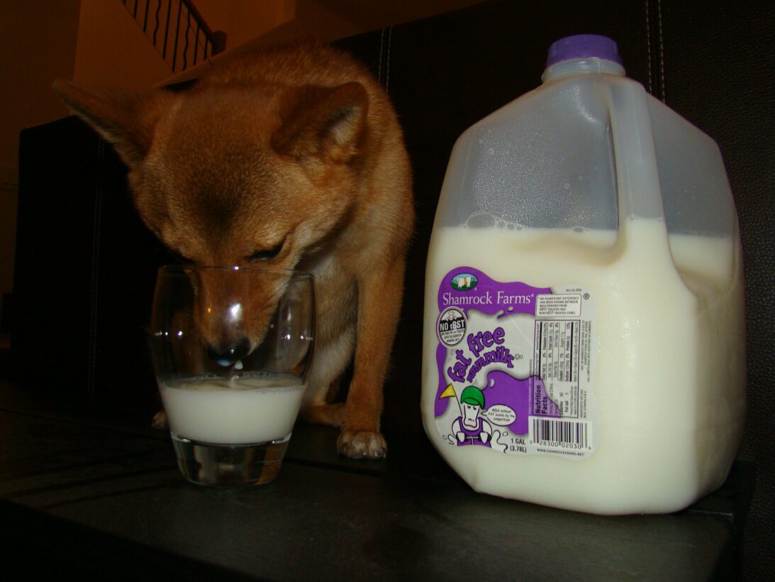 Puppies With Allergies: How To Choose The Best Milk Replacer - Dog Milk Replacers For Puppies With Anxiety And Stress