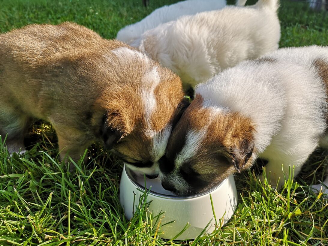 Puppies With Allergies: How To Choose The Best Milk Replacer