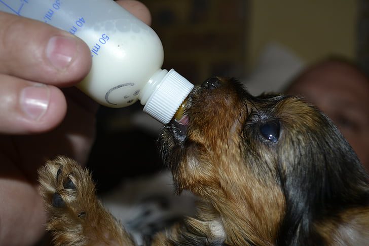 How To Help Puppies Who Have Trouble Digesting Milk