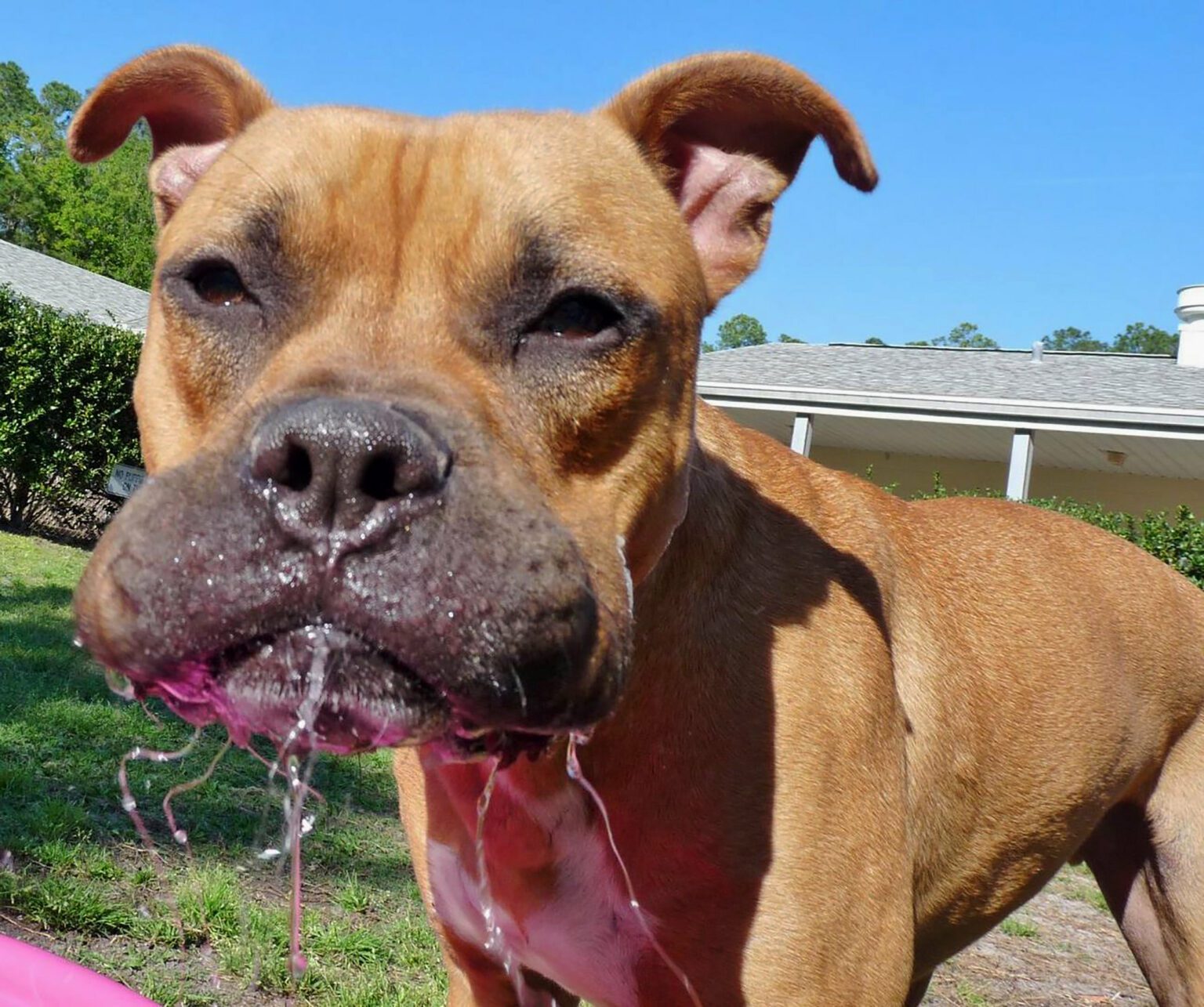 How To Help Puppies With Cleft Palates Nurse Successfully