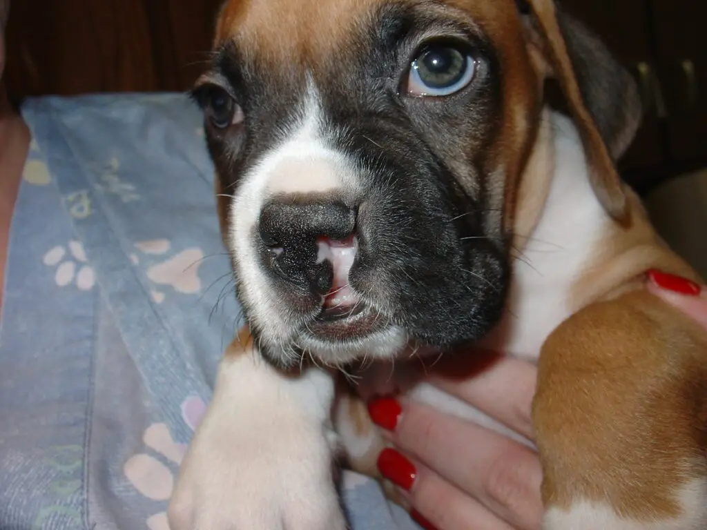 How To Help Puppies With Cleft Palates Nurse Successfully