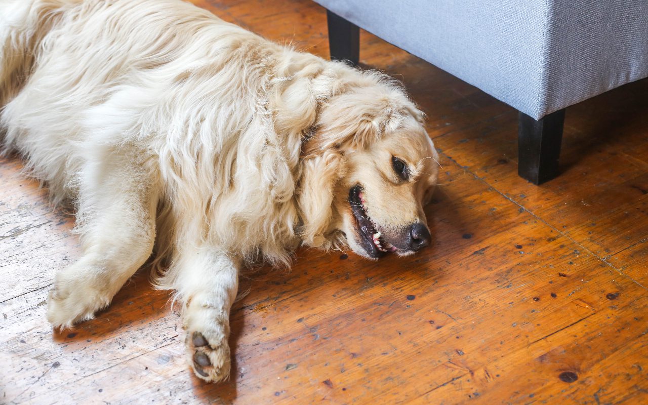 How To Help a Mother Dog Produce More Milk?