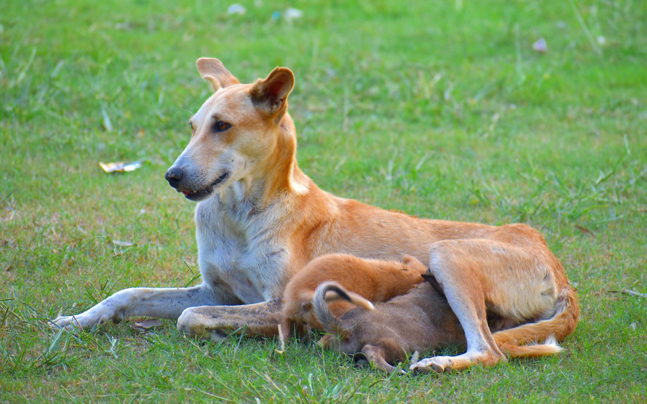 How To Help a Mother Dog Produce More Milk?