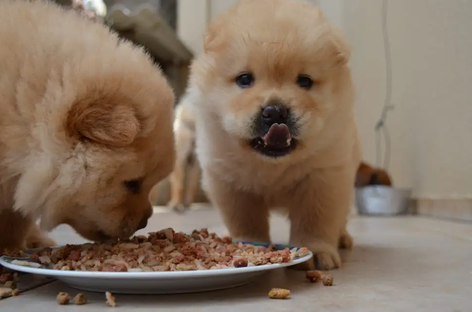 How To Recognize When Puppies Are Weaning Too Early