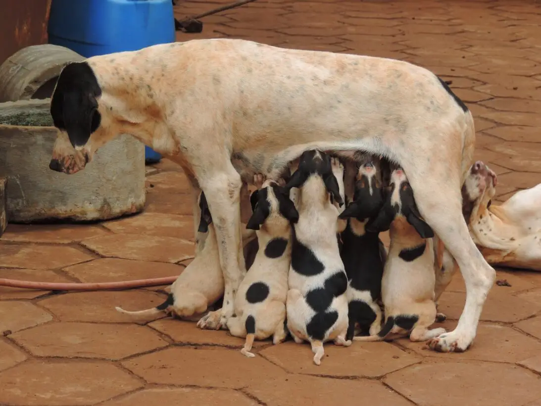 How To Support Puppies With Weak Suckling Reflexes