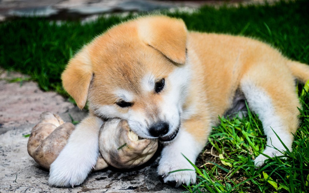 The Risks of Overfeeding Puppies