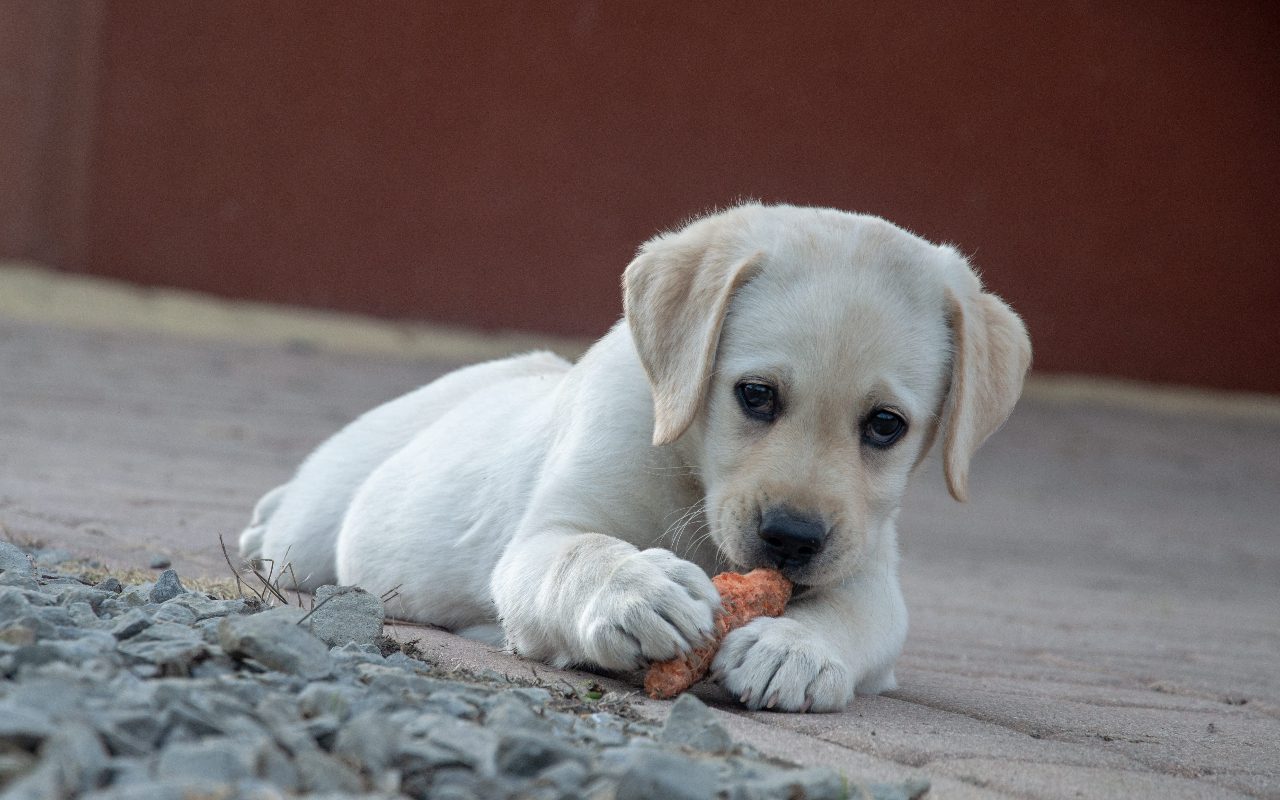 The Risks of Overfeeding Puppies