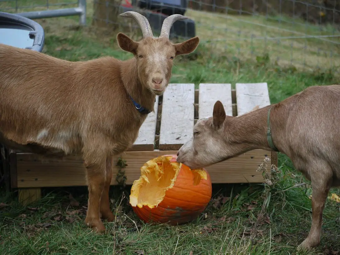 What Foods Do Goats Like?