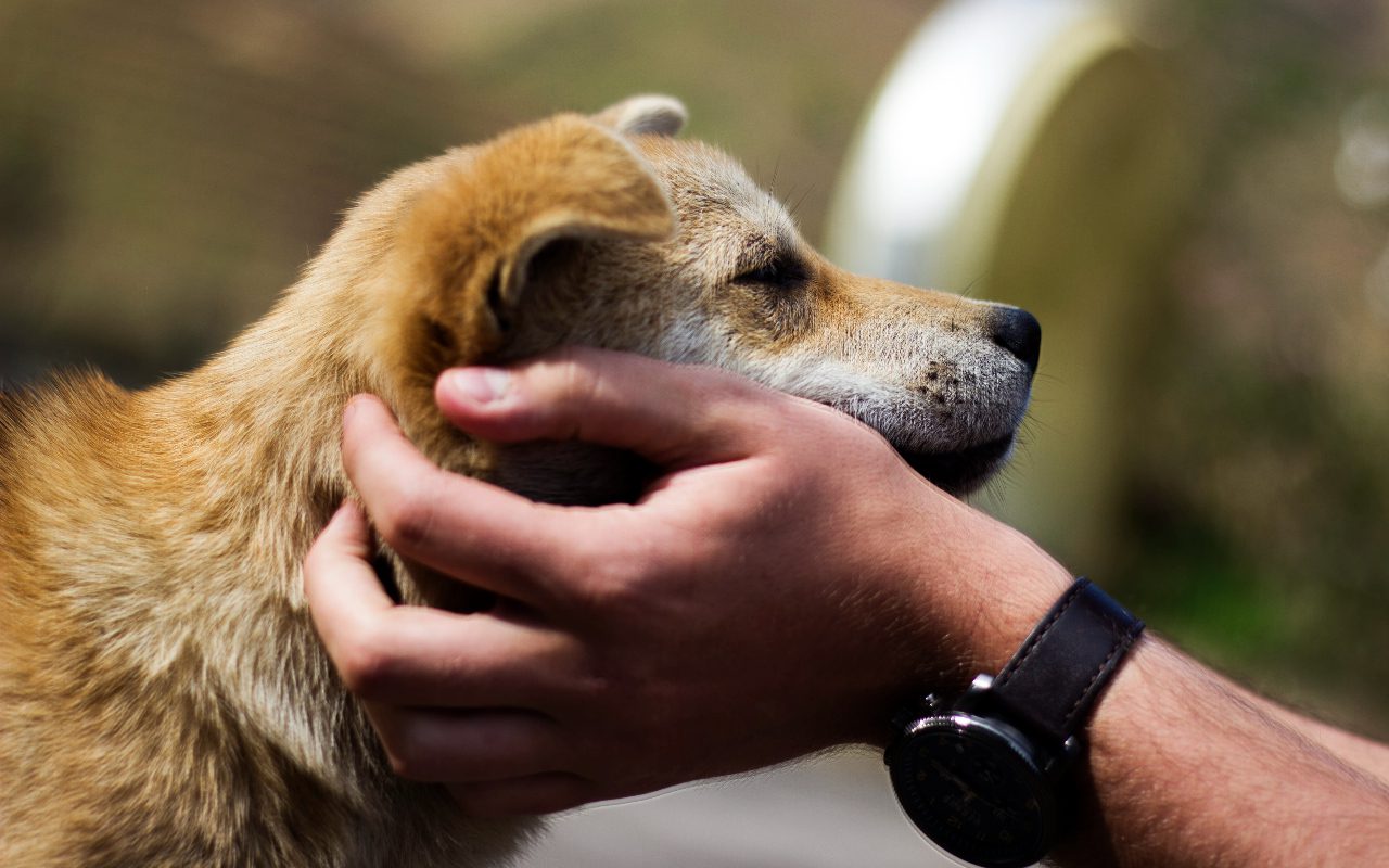 What Is The Most Common Therapy Pet