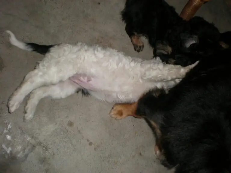 What To Do When a Puppy Refuses To Nurse