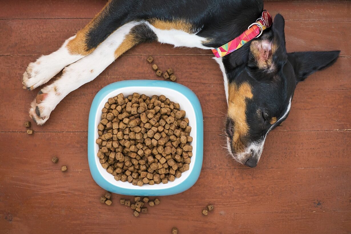 What To Do With Expired Dog Food what-to-do-with-expired-dog-food
