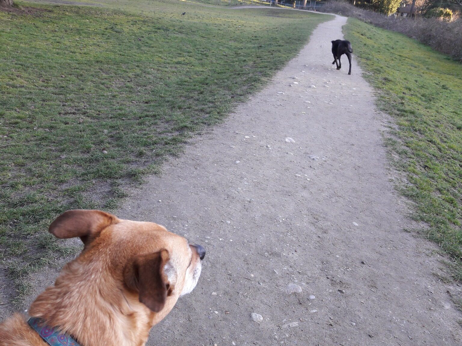 Why Does My Dog Block My Path?