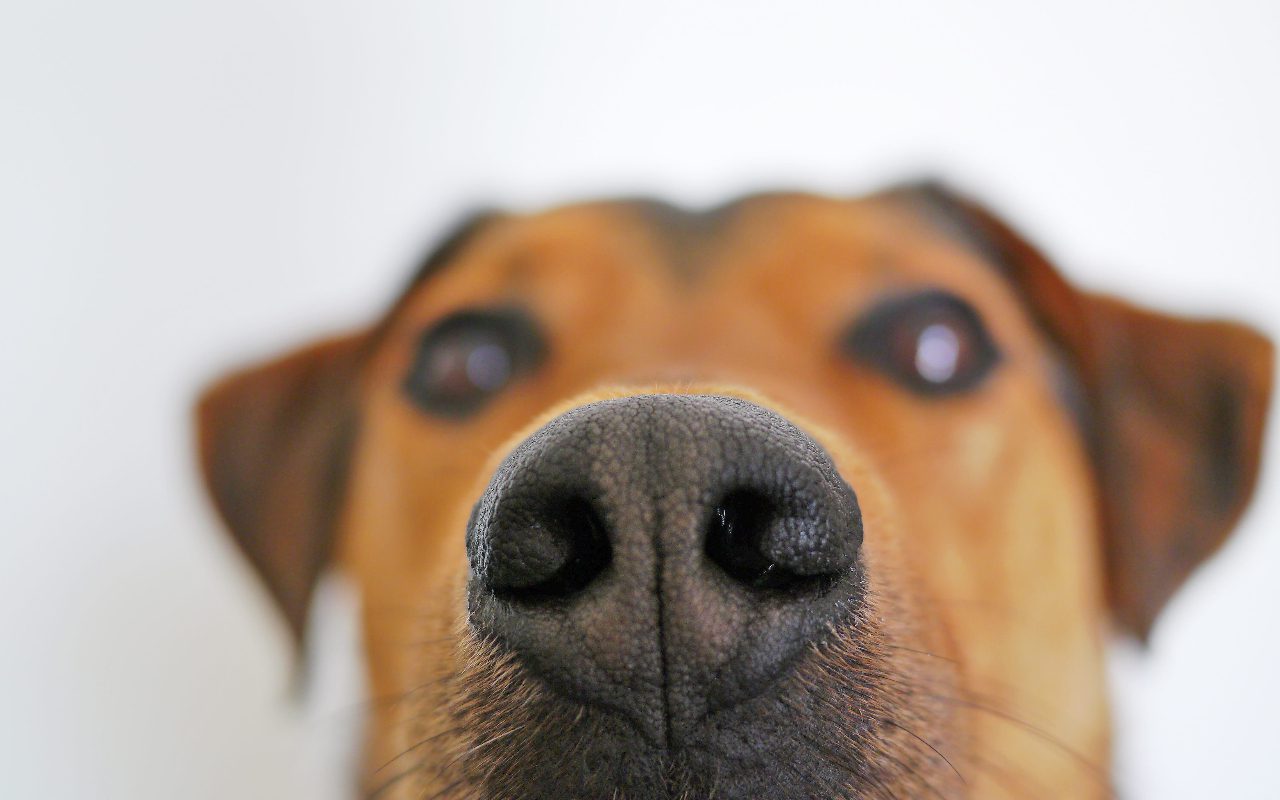 10-best-homemade-brain-games-for-dogs