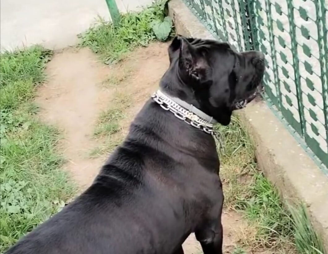 is it safe to do natural breeding of cane corso