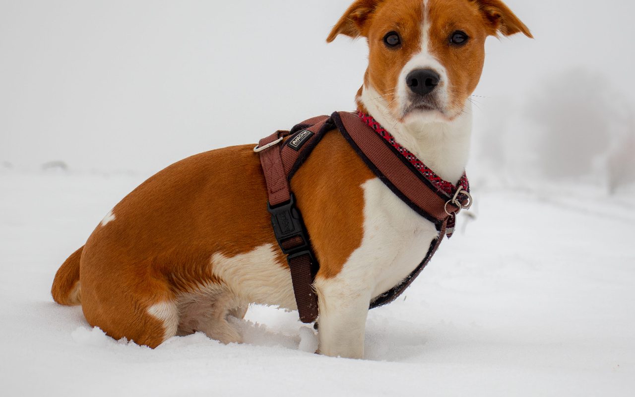 Are Harness Good For Dogs