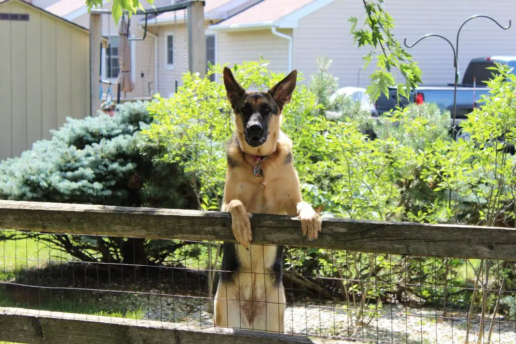 Can Dog Jump 6-Foot Fence
