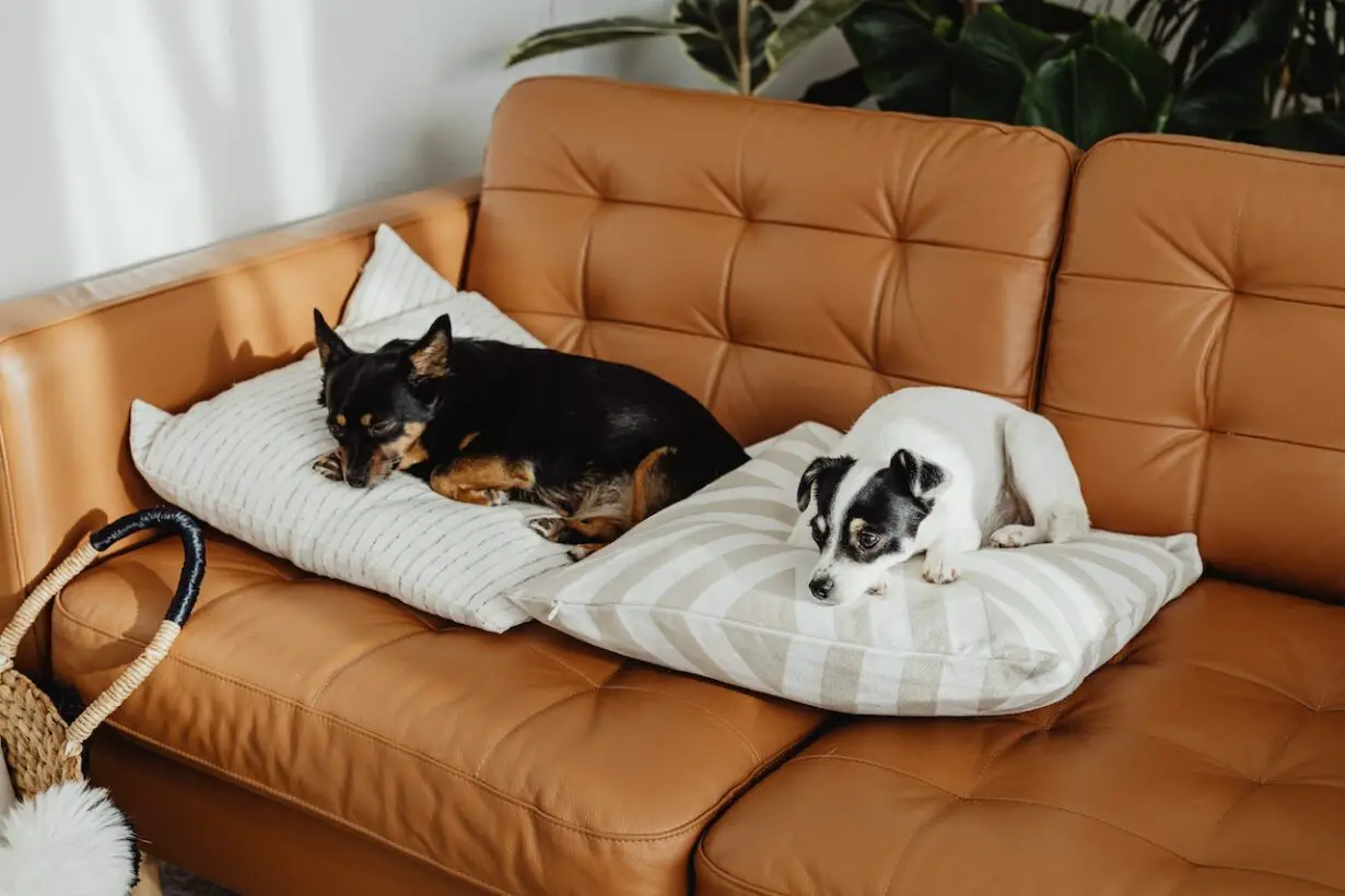 Can Dog Jump On Couch After Neuter?