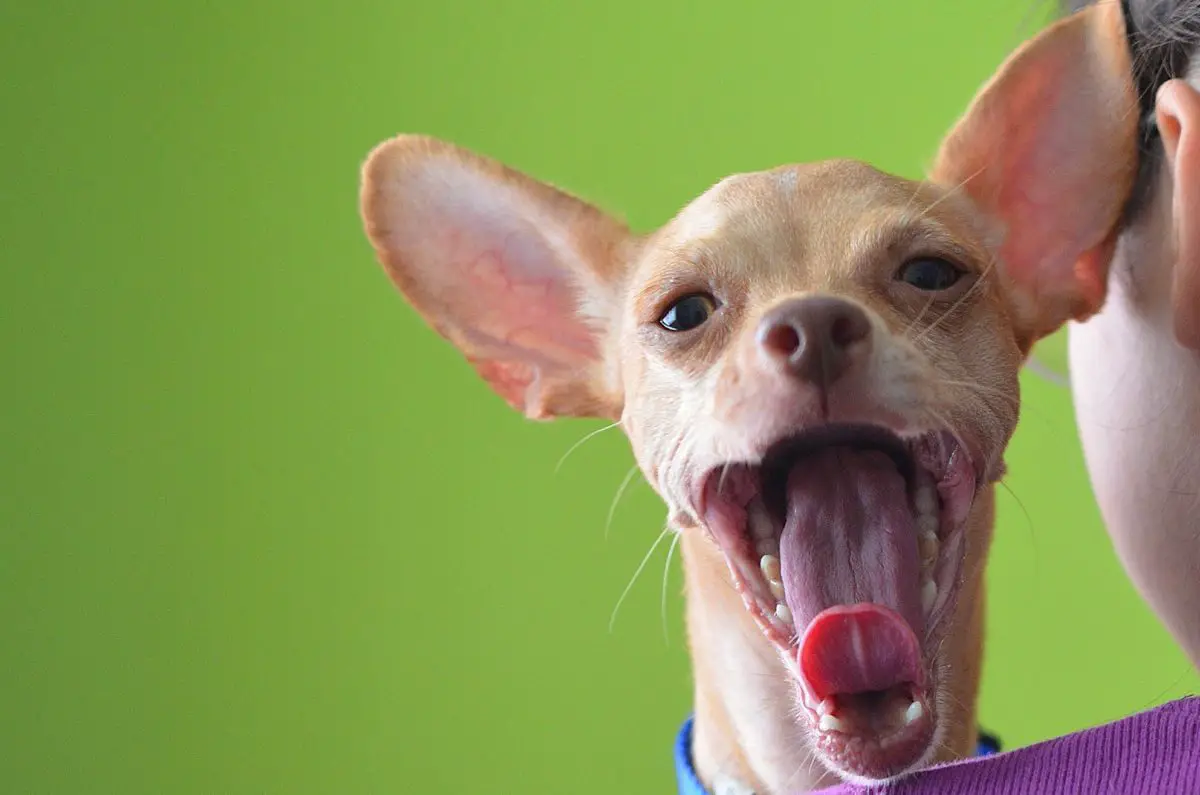 Can You Train a Dog's Personality?