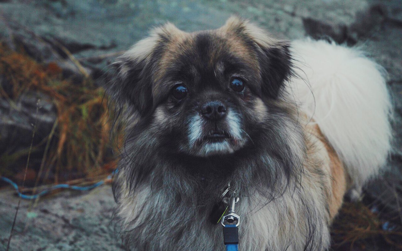 Can You Use a Shock Collar on a Dog With a Heart Murmur