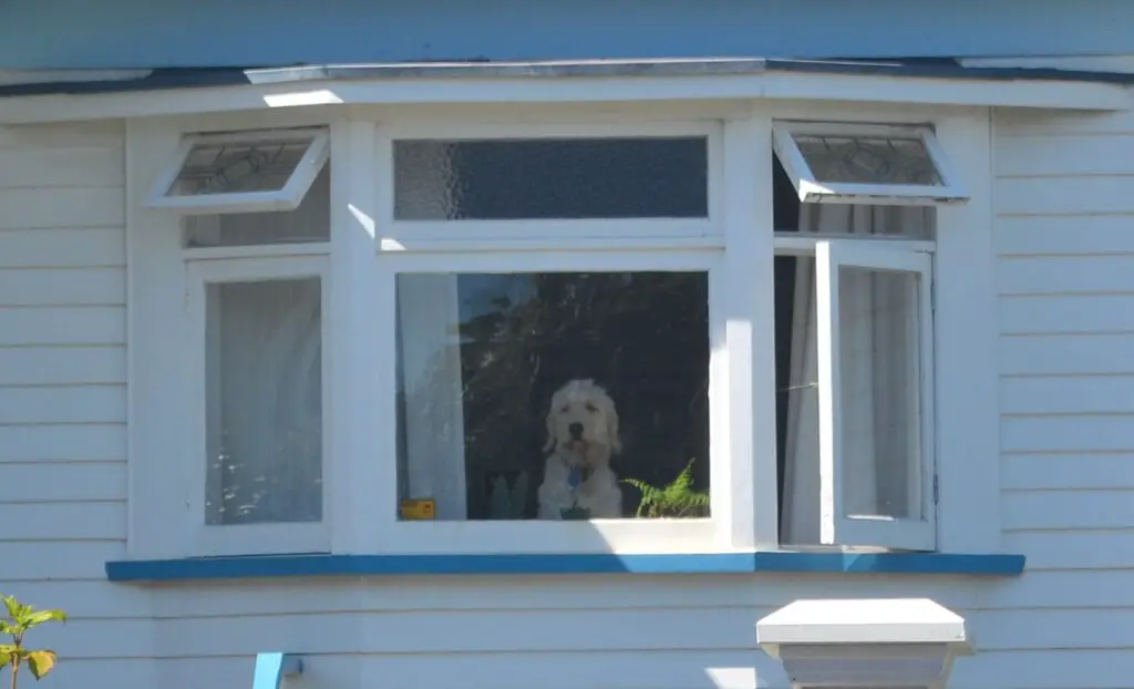 Can a Dog Break Through a Window