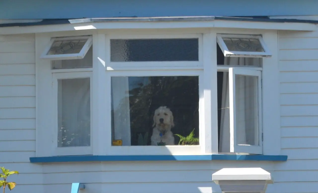 Can a Dog Break Through a Window?