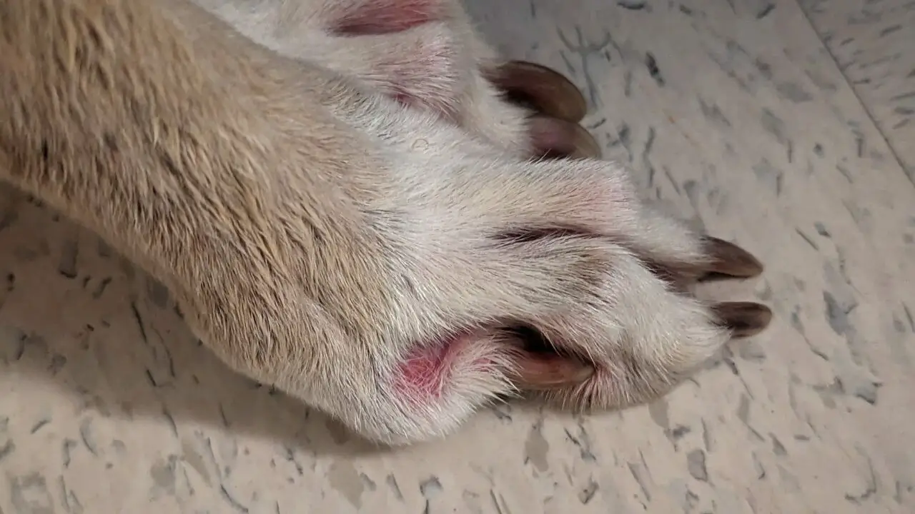 Can a Dog Break a Toe?