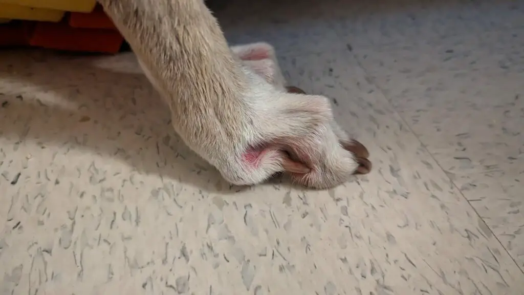Can a Dog Break a Toe