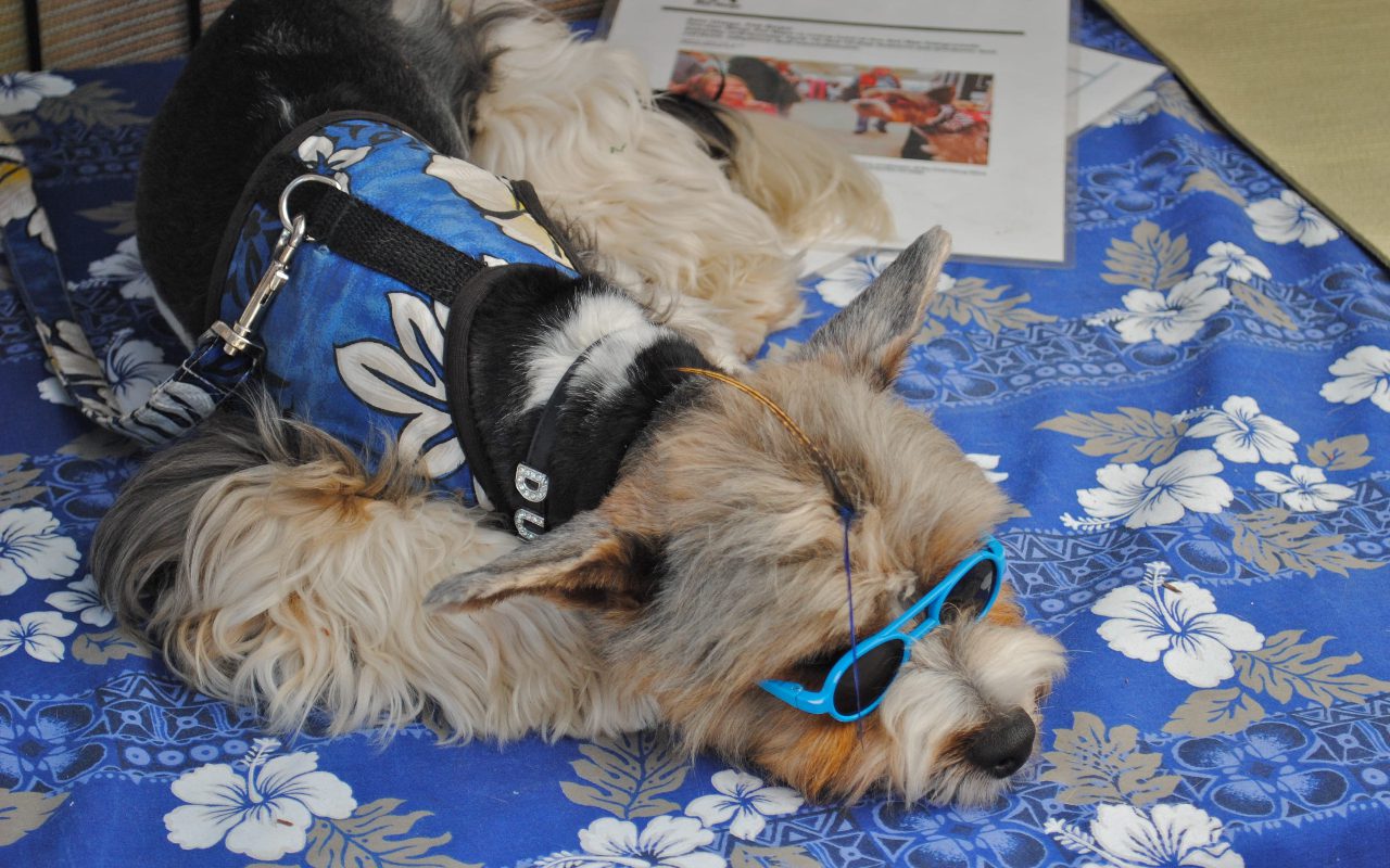 Can a Dog Wear Thundershirt All Day?