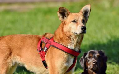 Do Dog Harnesses Promote Pulling