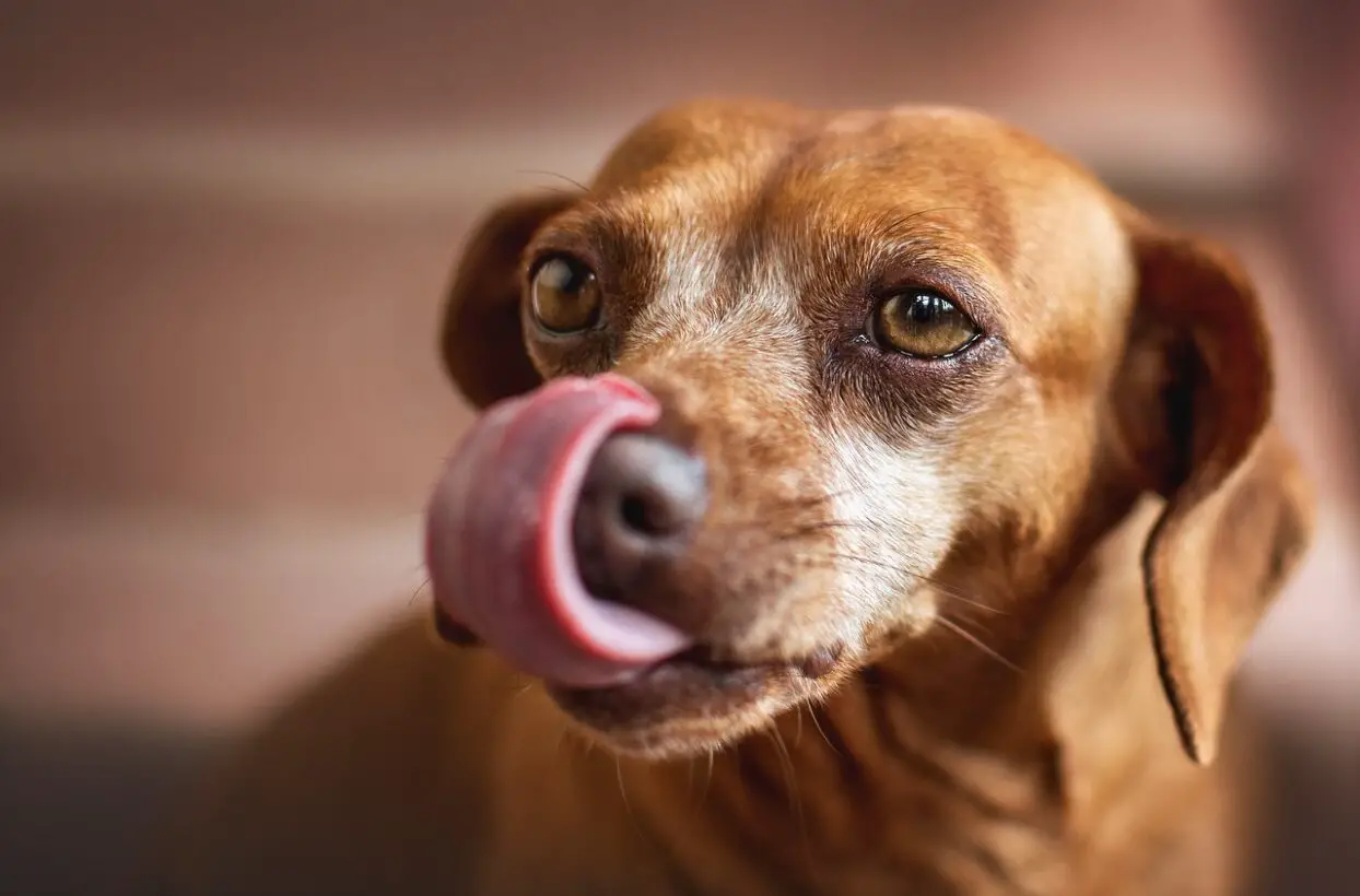 Do Dog Treats Cause Diarrhea?