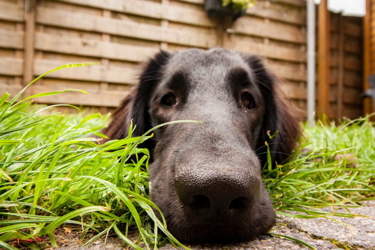 Can You Train a Dog’s Personality?