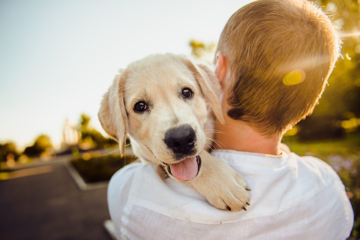 How Do Dog Show Affection?