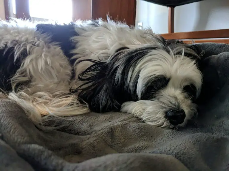 How To Tell If Your Dog Is Depressed