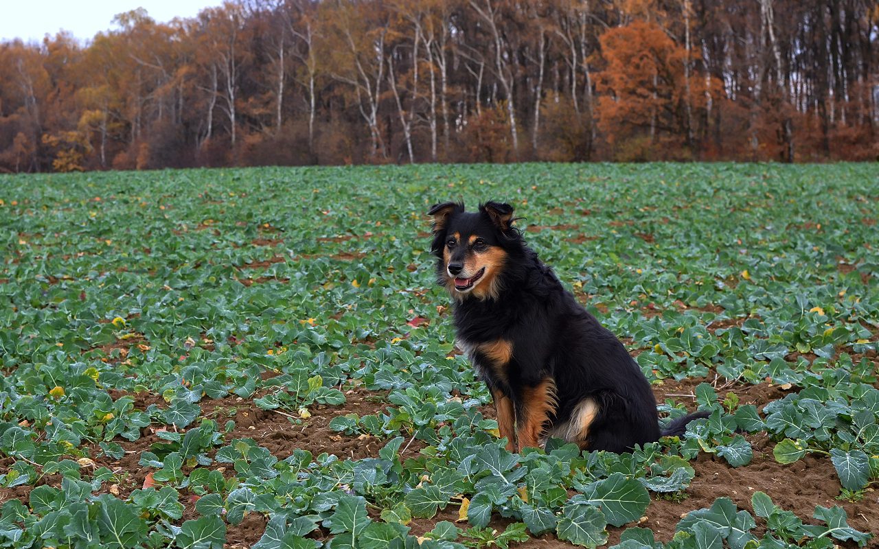 Can Dogs Eat Cabbage? Explore The Benefits of Cabbage