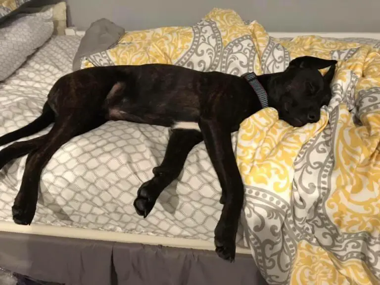 Is It Normal For Dogs To Have Bad Dreams?