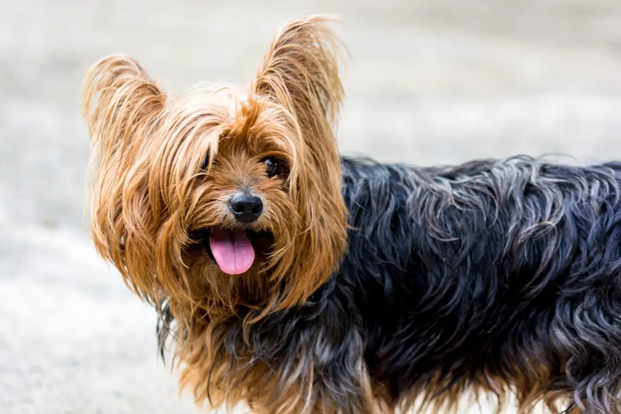 Small Dog Breeds: Everything You Need To Know