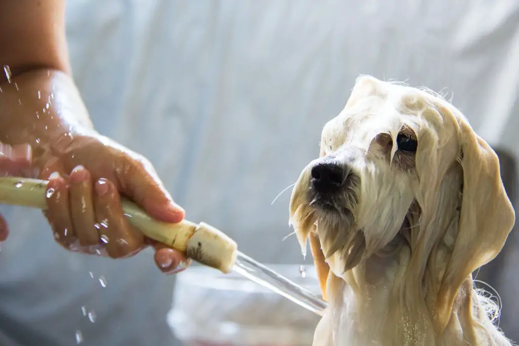 What Can You Use To Wash a Dog Without Dog Shampoo